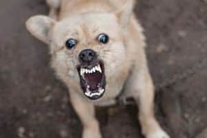 ➤ Guía Sobre La Rabia En Perros PDF | Descargar Gratis