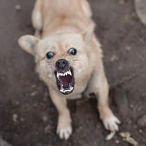 Guía Sobre La Rabia En Perros PDF