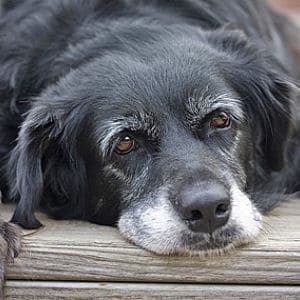Insuficiencia renal en los perros mayores