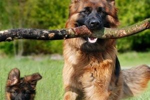 ➤ 10 Razas De Perros Que Más Sufren Displasia De Cadera