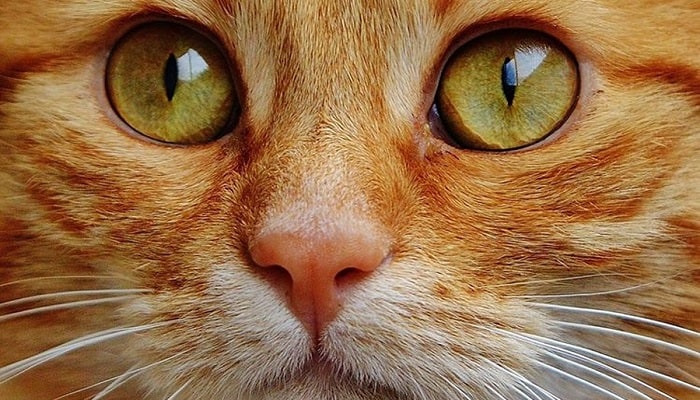 Qué Pasa si Miras a un Gato a Los Ojos