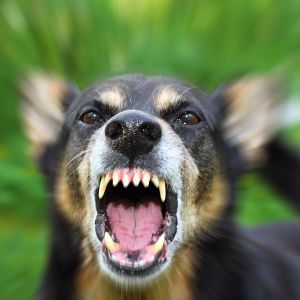 ➤ ¿Qué Es La Rabia En Perros? Causas Y Signos Clínicos