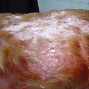 ➤ Dermatitis Seborreica en Perros. Signos, Síntomas, Consecuencias