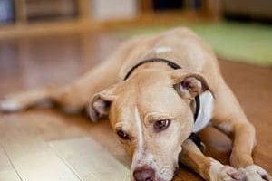 ➤ Síntomas de la Insuficiencia Renal en los Perros. Signos Clínicos