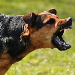 Síntomas de la rabia en perros