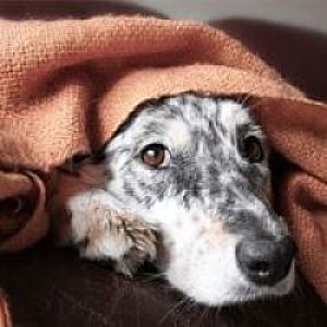 ➤ Tipos de Insuficiencia Renal en los Perros. Causas Y Tratamiento