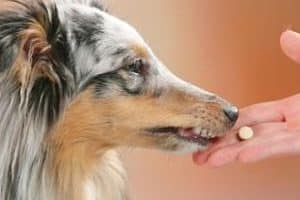 ➤ Tratamiento del Hipotiroidismo en los Perros. Medicamento