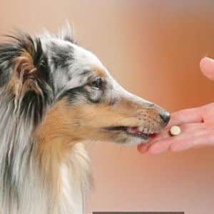 Tratamiento del Hipotiroidismo en los Perros