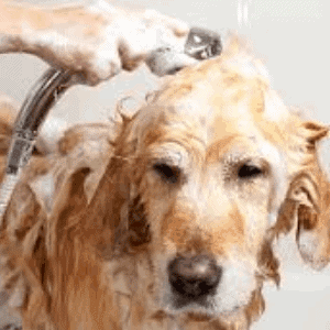 Tratamientos más comunes para ácaros en perros
