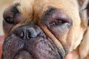 ➤ Dermatitis por Alergia Alimentaria en Perros. Signos, Consecuencias