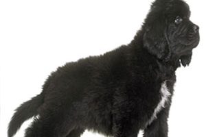 ➤ Detectar A Tiempo La Displasia De Cadera En Perros. Cómo Y Por Qué