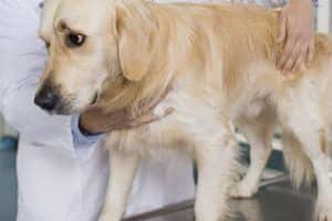 ➤ ¿Cómo se Hace el Diagnóstico de la Insuficiencia Renal en los Perros?