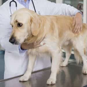 diagnóstico de la insuficiencia renal en los perros