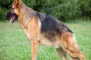 ➤ ¿Qué Es La Displasia De Cadera En Perros? Diagnóstico