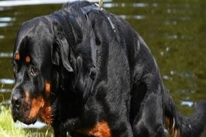 ➤ 11 Síntomas De Que Tu Perro Sufre Displasia De Cadera