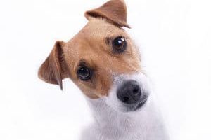 ➤ Posibles Efectos De La Otitis En Los Perros. Consecuencias