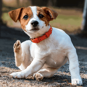 enfermedades por pulgas en perros