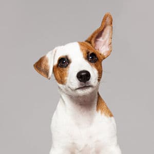 guía de otitis en perros PDF