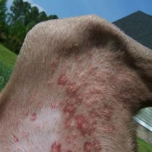 heridas por pulgas en perros