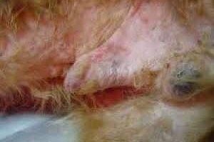 ➤ Dermatitis por contacto en perros. Signos, Síntomas, Consecuencias