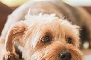 ➤ Insuficiencia Renal en los Perros ¿Qué es? Causas Comunes
