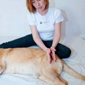 cómo evitar la displasia de cadera en perros