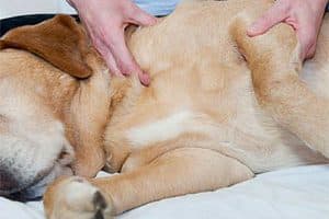 ➤ ¿Cómo Mejorar La Displasia De Cadera En Perros?