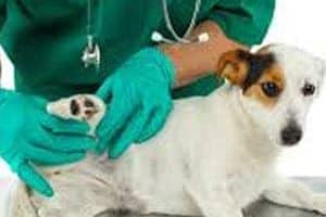 ➤ Operación Para La Displasia De Cadera En Perros. Ventajas, Riesgos