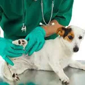 Operación para la displasia de cadera en perros