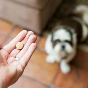 ➤ 3 Efectivas Pastillas Para Las Pulgas En Los Perros