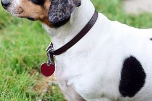 ➤ ¿Se puede prevenir el hipotiroidismo en los perros?