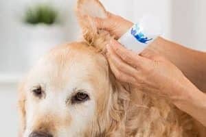 ➤ 5 Tratamientos Con Remedios Caseros Para La Otitis En Perros