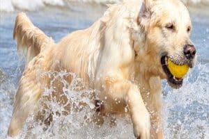 ➤ 6 Tratamientos Efectivos Para La Displasia De Cadera En Perros
