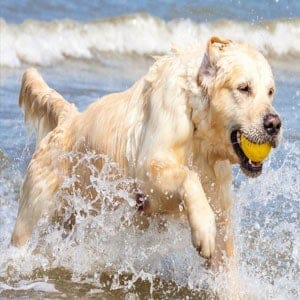 Tratamientos más efectivos para la displasia de cadera en perros