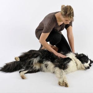 Tratamientos naturales para la epilepsia en perros