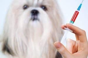 ➤ Vacuna Para La Rabia En Perros | Lo Que Debes Saber