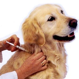 ➤ Vacunas Para la Dermatitis en Perros mas Usadas