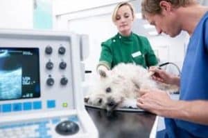 ➤ Cómo se Realiza el Diagnóstico de la Pancreatitis en Perros