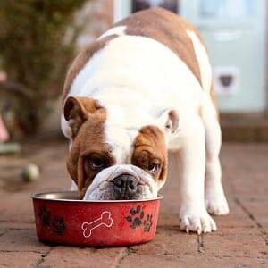 Alimentación para síndrome de Cushing en los perros