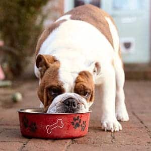 ➤ Alimentación para Síndrome de Cushing en los Perros