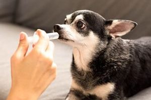 ➤ 2 Antibióticos para tratar la Mastitis en los Perros