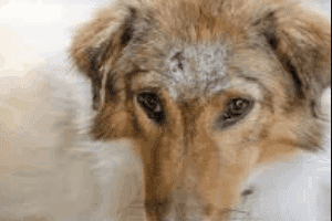 ➤ ¿Qué es el cáncer de piel en los perros? Con qué frecuencia se presenta