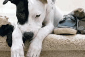 ➤ 5 Causas de la ansiedad por separación en los perros