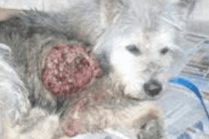 ➤ Causas del cáncer de piel en los perros Factores de riesgo