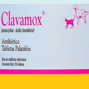 Antibióticos para el parvovirus en perros