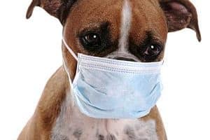 ➤ ¿Cómo se transmite la gripe en los perros?