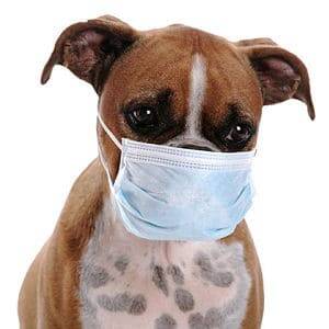 Cómo se transmite la gripe en los perros