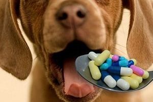 ➤ 3 Antibióticos para la Leptospirosis en Perros más Efectivos y sus Precios