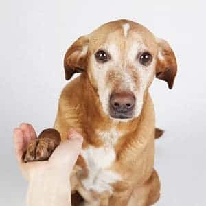 ➤ ¿Es el Síndrome de Cushing en los perros Contagioso?