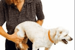 ➤ Fisioterapia para la artrosis en los perros. Cómo ayudar al perro con artrosis